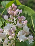 Krasavitsa_Moskvy_20240420_MLD_MLD