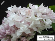 Krasavitsa_Moskvy_LNT