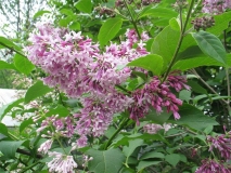 Krasotka