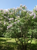 Kruzhevnitsa_20180523_RAS_MLD_1