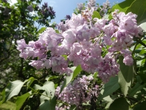 Kruzhevnitsa_20180523_RAS_MLD_2