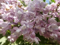 Kruzhevnitsa_20180523_RAS_MLD_3