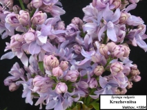 Kruzhevnitsa_LNT