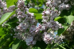 Kruzhevnitsa_TP_1