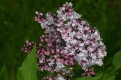 Kruzhevnitsa_TP_2