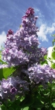 Krylya_Nadezhdy_2019_Russia_OA