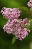 Kumpu_Sapporo_HI_2