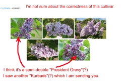 Kurbads