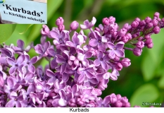 Kurbads_2015_Dobele_SB_2