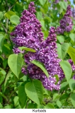 Kurbads_2015_Dobele_SB_3