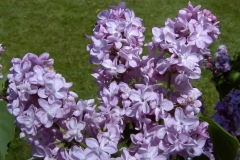 La Mauve