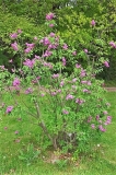 La_Tour_dAuvergne_ZB_1
