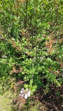 laciniata_x_pinnatifolia_20210511_HP_MLD_2