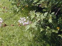 laciniatax_x_pinnatifolia_2003_HP_MM__DM_1