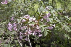 laciniatax_x_pinnatifolia_BP__MW_1