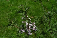 laciniatax_x_pinnatifolia_ZB_1