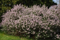 laciniatax_x_pinnatifolia_ZB_2