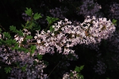 laciniatax_x_pinnatifolia_ZB_3