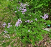 Laciniata_20220503_MLD