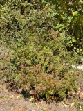 Laciniata_20221020_MLD