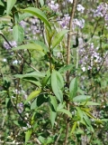 lacianata_20170501_DA_MLD_2