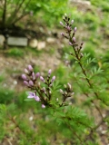 laciniata_20200429_MLD_MLD