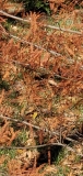 laciniata_20201128_fall_color_MLD_1_