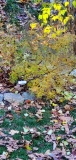 laciniata_20201128_fall_color_MLD_2_