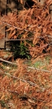 laciniata_20201128_fall_color_MLD_3_