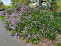 laciniata_20210428_NYBG_MLD_1