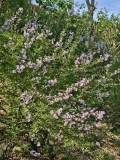 laciniata_20240418_MLD_MLD