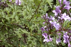 TOSHIBA Exif JPEG