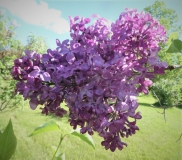 Lady_Lindsay_201906_CV_MLD_2