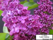Lady_Lindsay_LNT