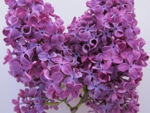Lady_Lindsay_LNT_2