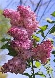Lady_Lucille_ZB_1