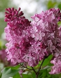 Lady_Lucille_ZB_2
