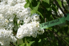 Lahe_Valge_Estonia_AM