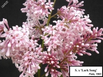 Lark_Song_LNT