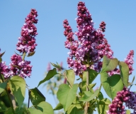 Lauma_2013_Dobele_IS_2