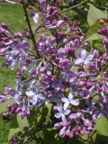 Laurentian_2003_HP_MM__DM_2
