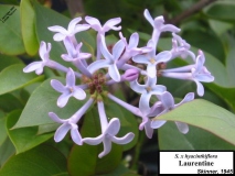 Laurentian_LNT