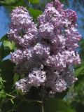 Lavaliensis_CH_2
