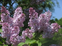 Lavaliensis_CH_3