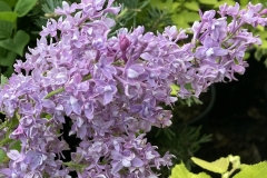 Lavender Dreams