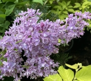 Lavender_Dreams_202305_MA_JM