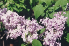 Lavender Lace