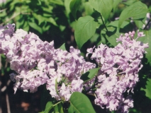 Lavender_Lace_MF_FM