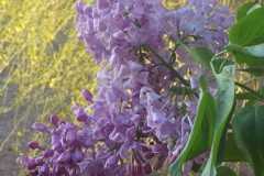 Lavender Lady