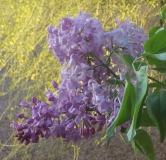 Lavendar_Lady_20170328_Vail_AZ_BB